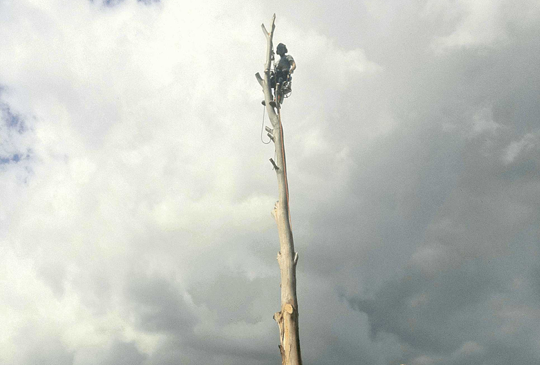 Hazardous Tree Removal in Macedon