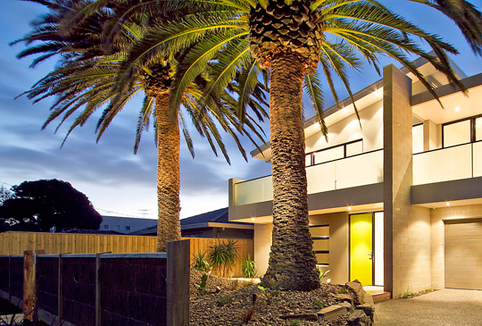 Palm Tree Trimming and Pruning in Macedon
