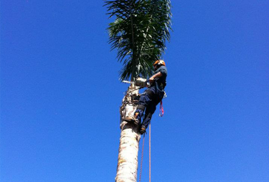 Palm Tree Pruning in Macedon