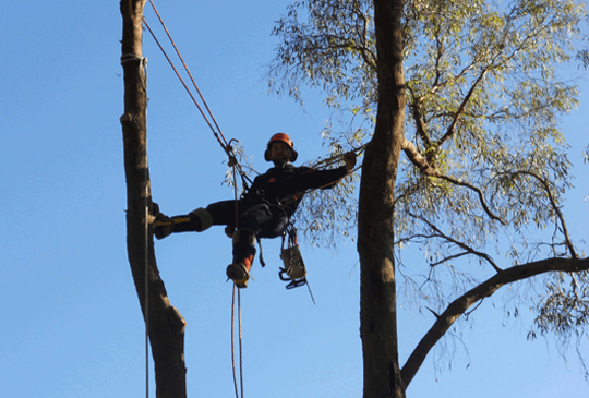 Tree Removals and Trimming in Macedon