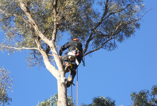 Tree Trimming in Macedon